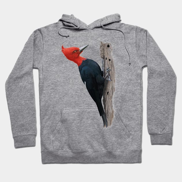 Magellanic woodpecker Hoodie by uialwen